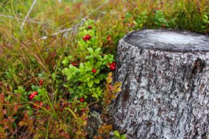 Caminata nórdica: Descubre datos curiosos y curiosidades fascinantes