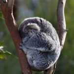 Descubre los Fascinantes Datos Curiosos de Australia: ¡Un Fascinante Viaje por la Tierra de los Canguros!
