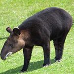 Tapirus pinchaque portrait