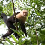 brown monkey on tree branch during daytime