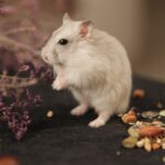 white hamster on black textile